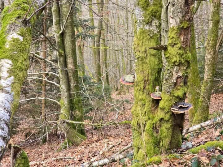 Au Vieux Lavoir Але Экстерьер фото